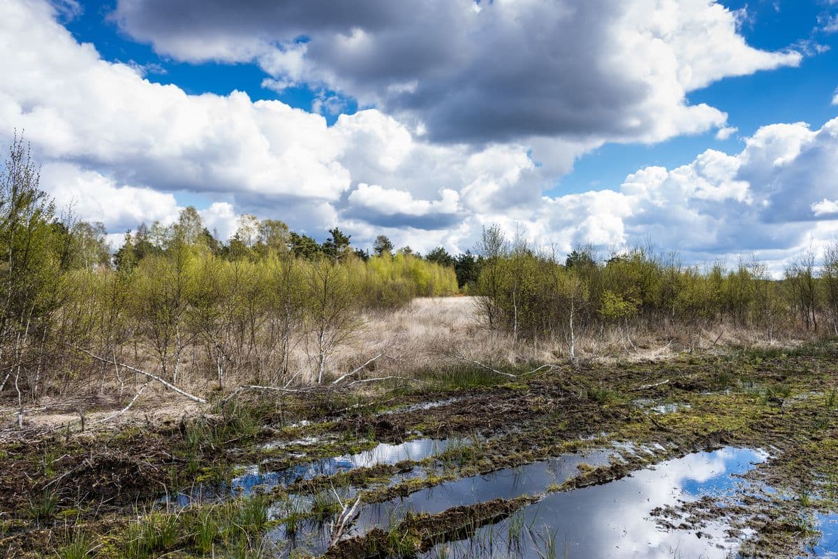 Becklinger Moor bei Becklingen