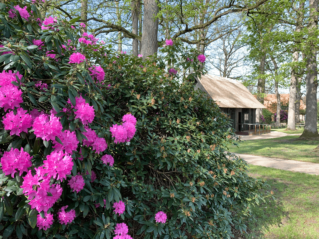 Rhododendronblüte am Treppenspeicher