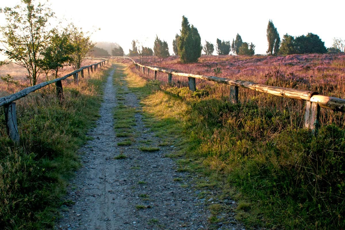 Heidschnuckenweg bei Undeloh