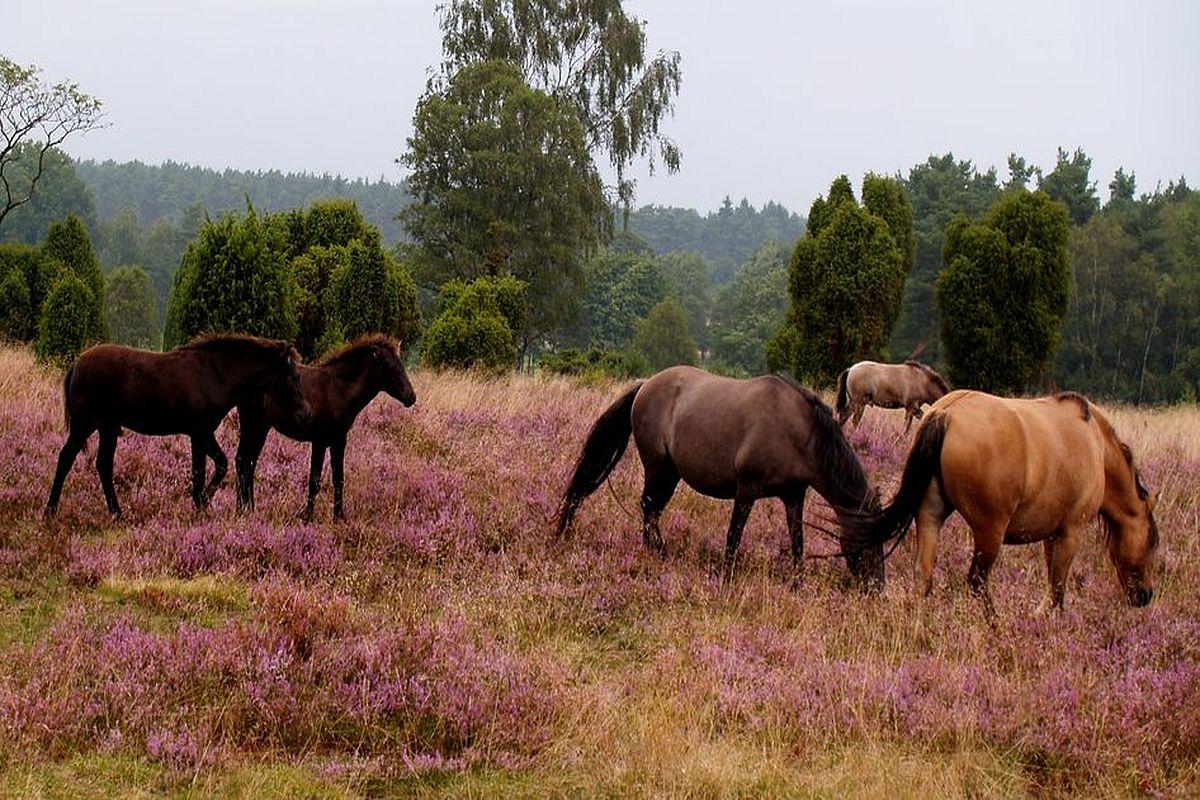 Undeloher Heide, Dülmener Pferde im Radenbachtal