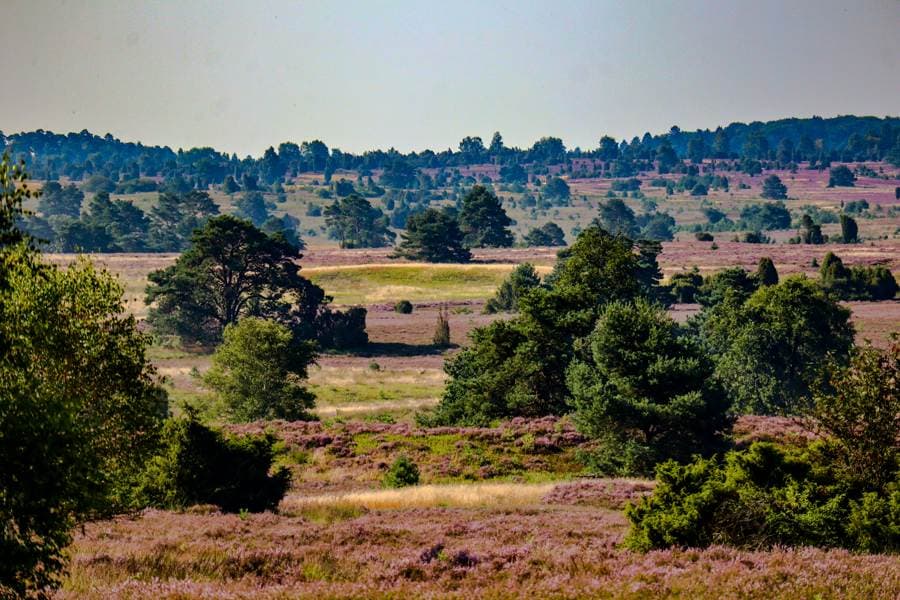 Weite in der Undeloher Heide 