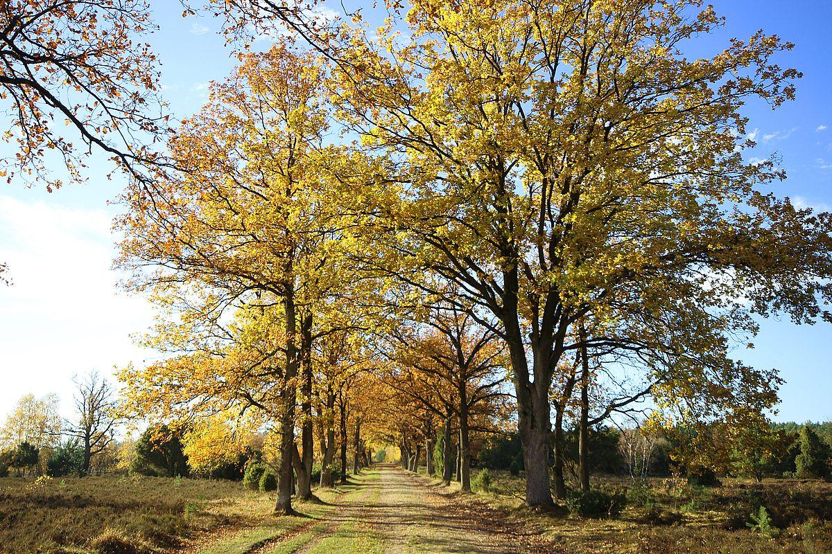 Sudermühler Heide, Baumallee, Herbst