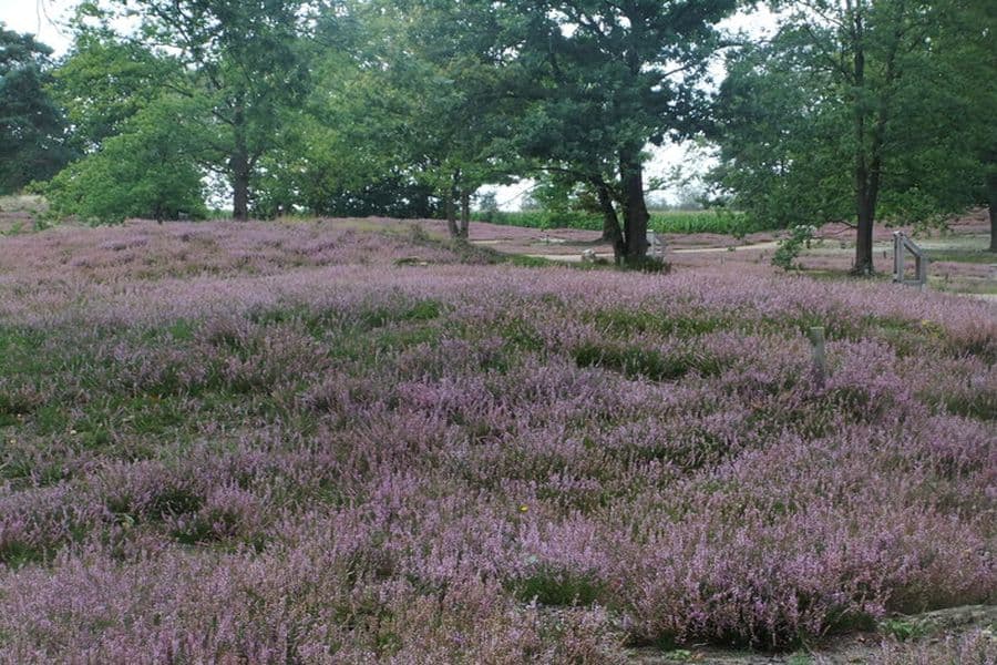 Hügelgräberheide Behringen