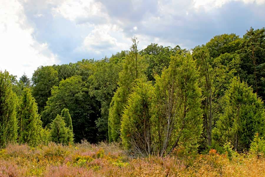 Wacholder im Steingrund