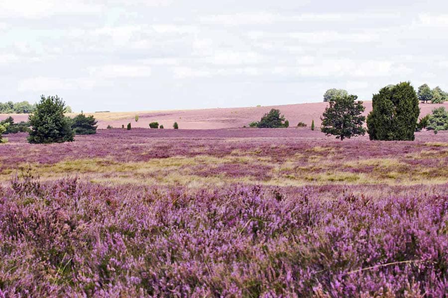 blühende Heide bei Bispingen Niederhaverbeck
