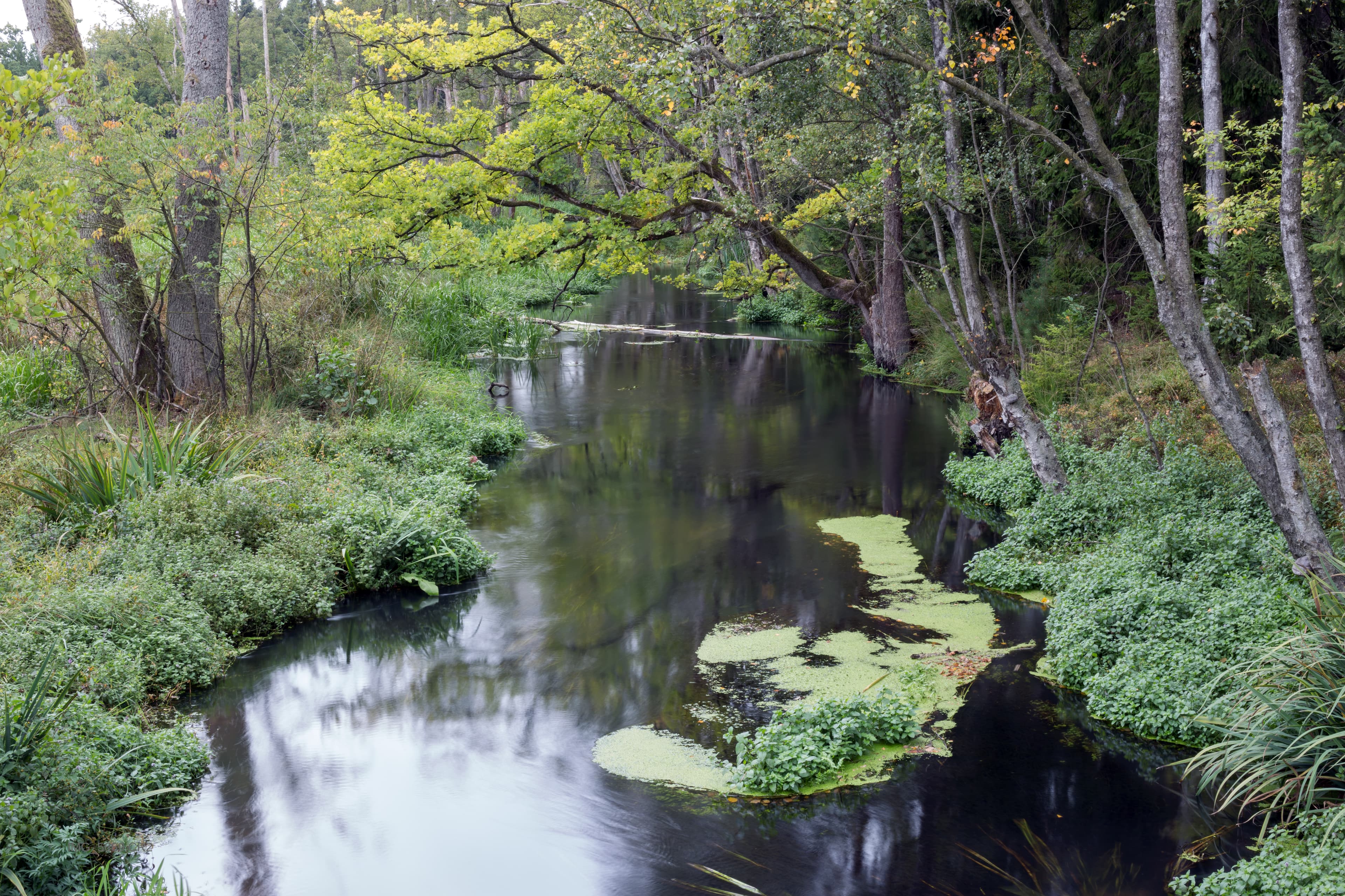 Die Örtze ©W.Dürre