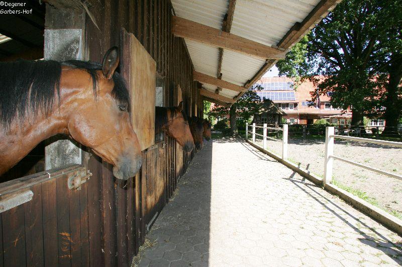 Pferde auf dem Garbers-Hof in Undeloh