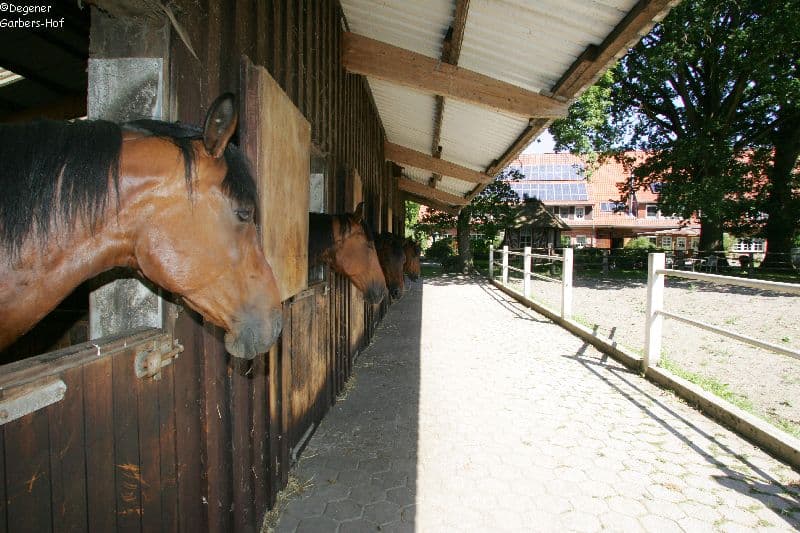 Pferde auf dem Garbers-Hof in Undeloh