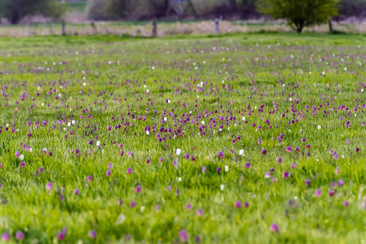 Ein Meer von Schachbrettblumen