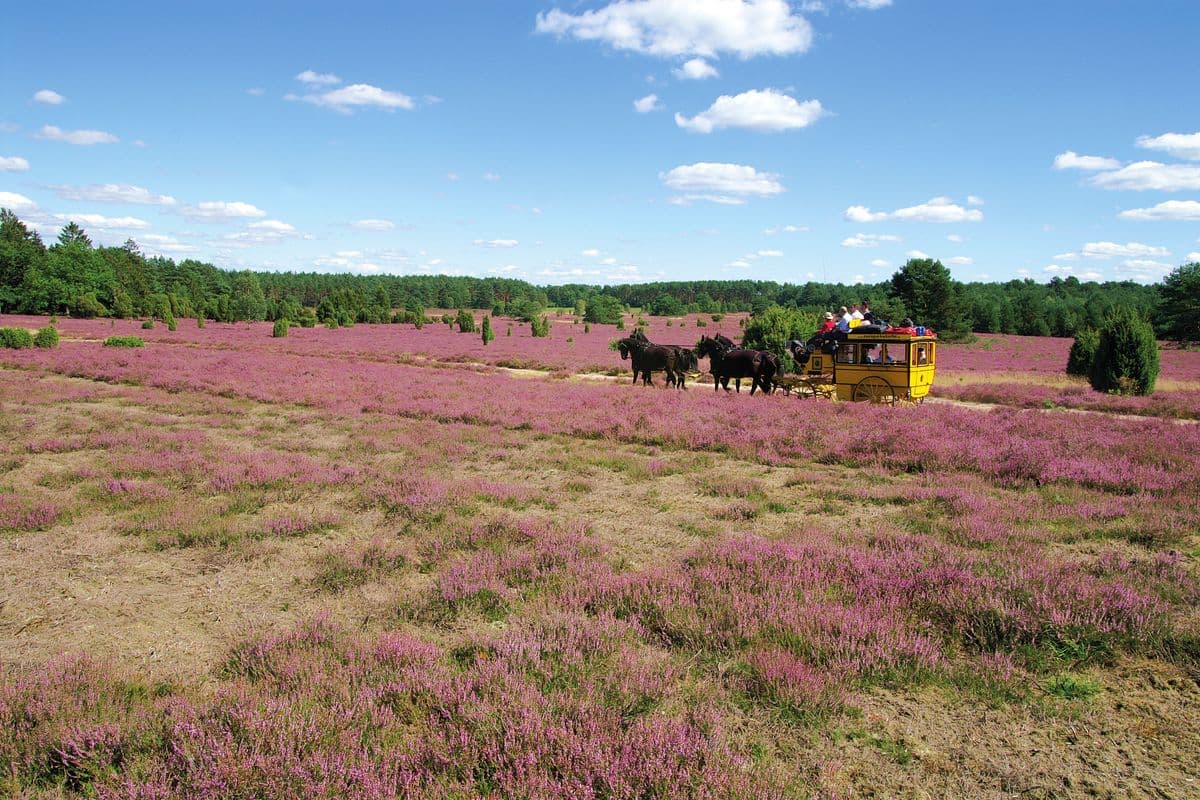 Die Europa-Kutsche in der blühenden Heide