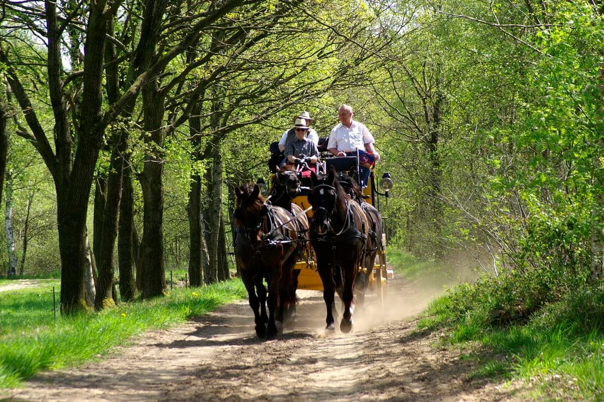 Fahrt durch den Wald