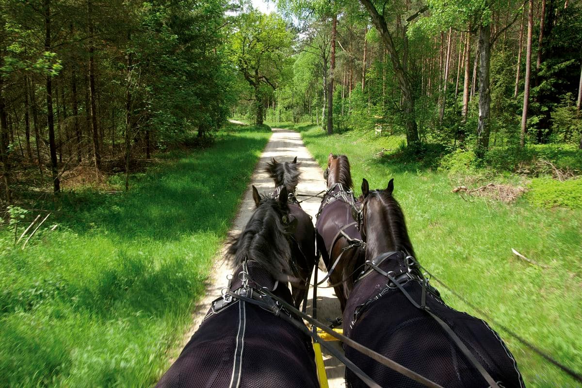 rasante Fahrt durch den Wald