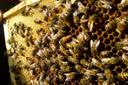 ein Bienenvolk
