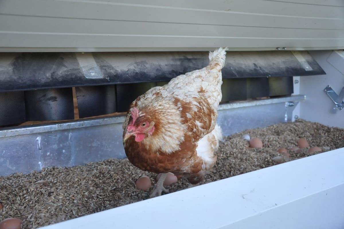 Hühnermobil auf dem Hof Heidmann