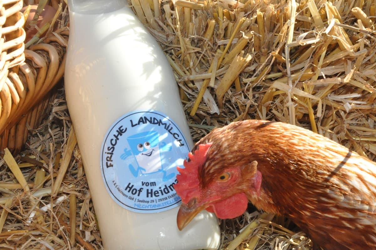 Huhn trifft Landmilch auf dem Hof Heidmann