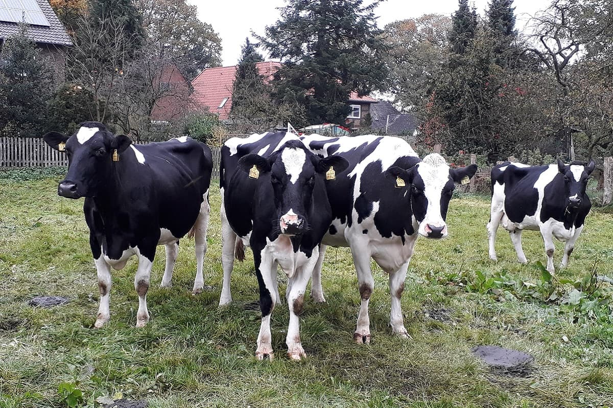 Hof Heidmann in Eicklingen