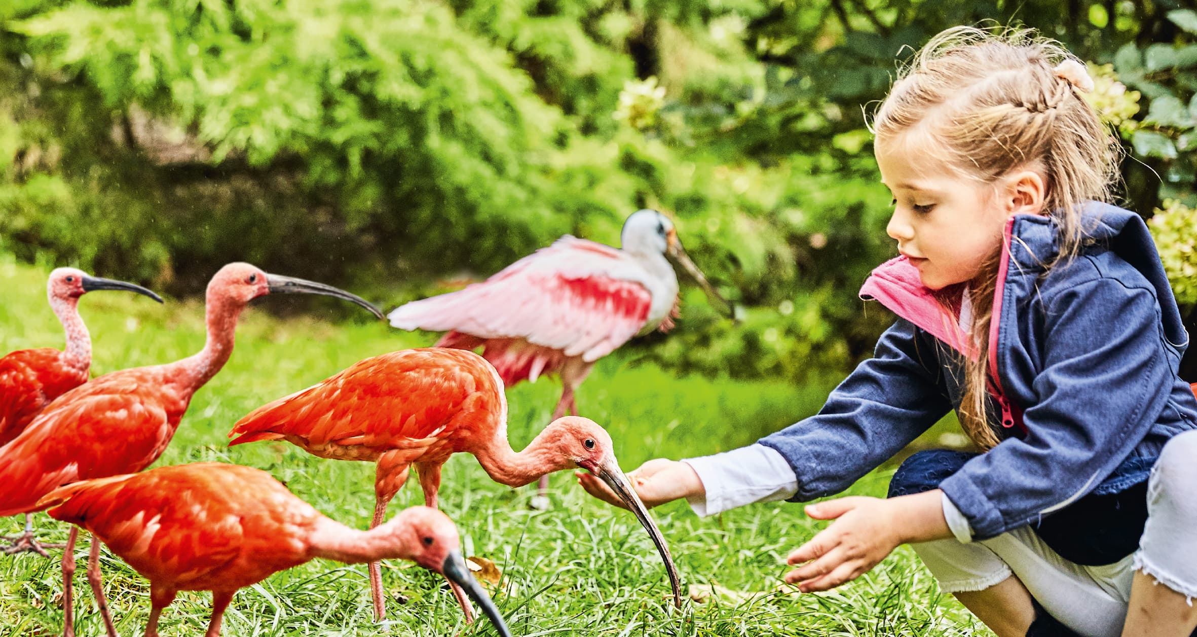 Vogelpark Walsrode