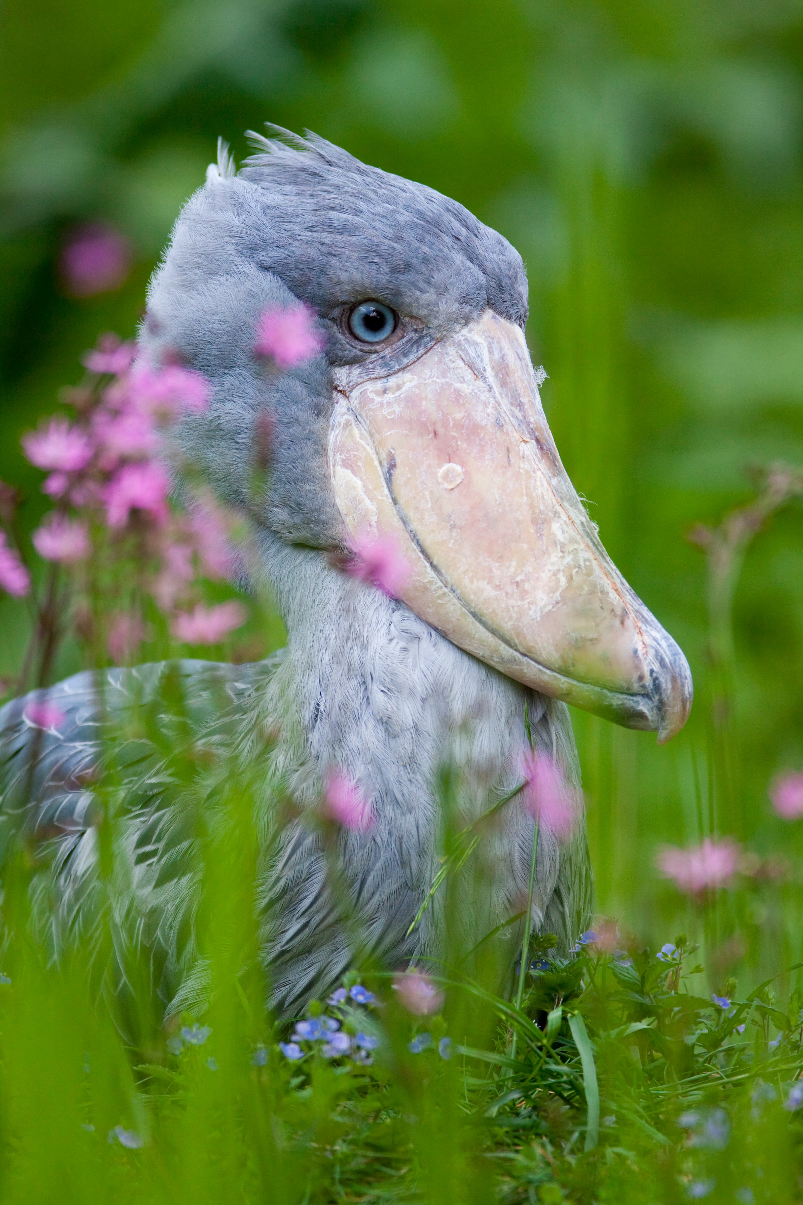 Vogelpark Walsrode