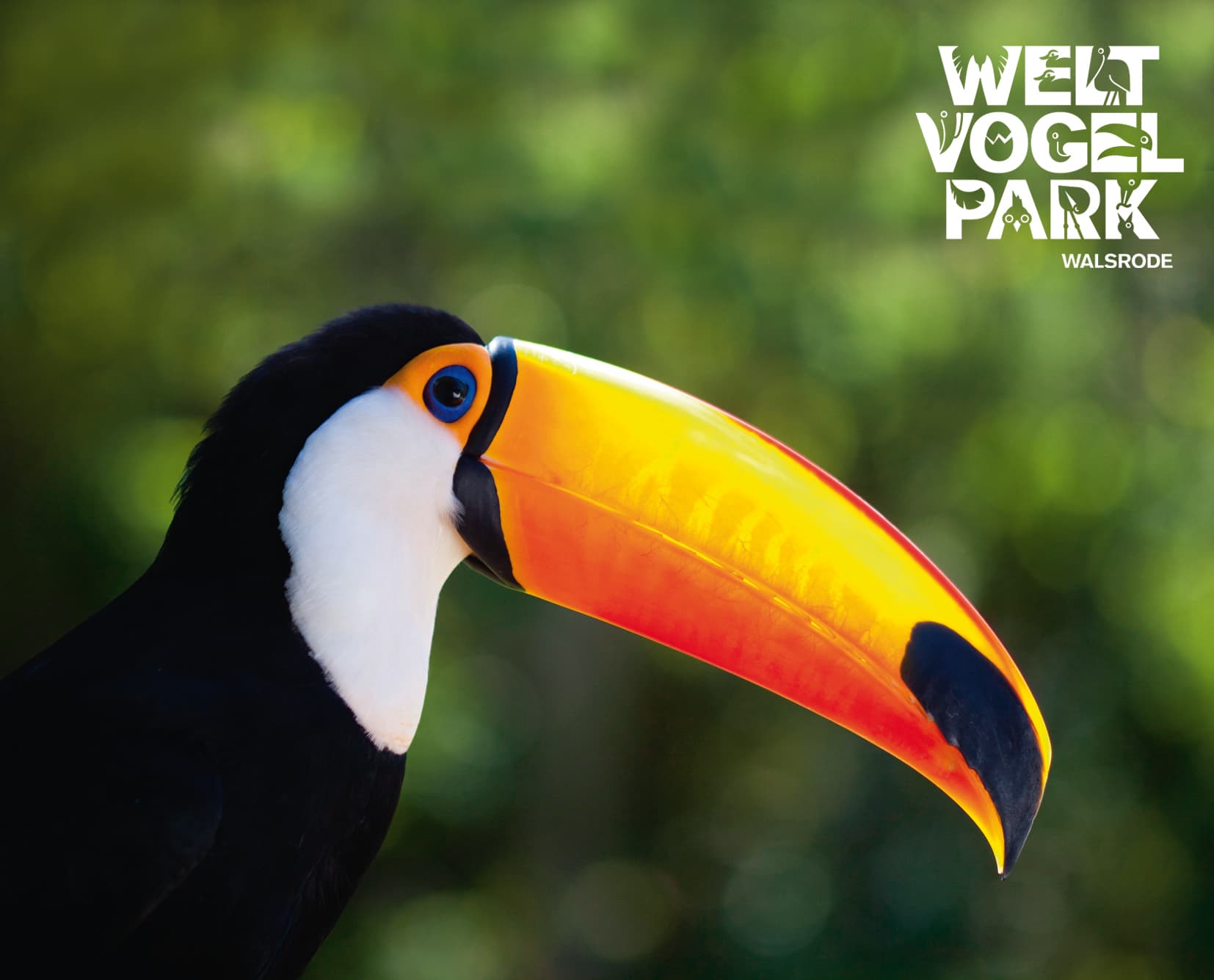 tucan, das maskottchen des Vogelpark Walsrode