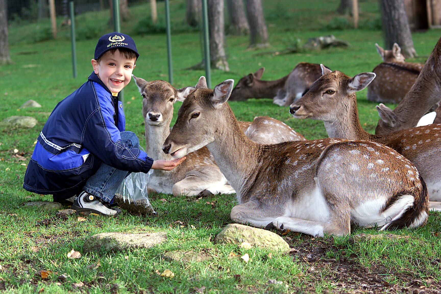 Damwild im Wildpark Lüneburger Heide