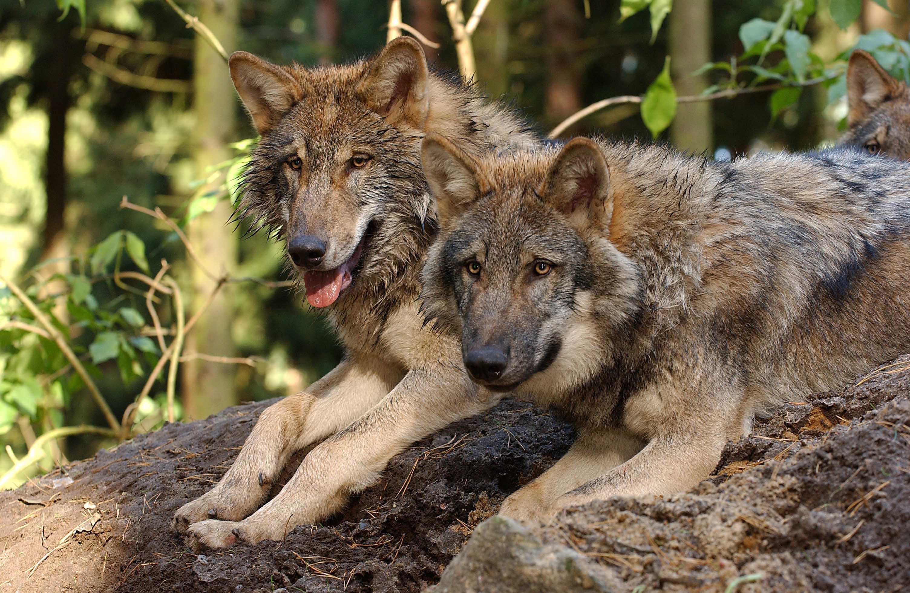 Europäischer Grauwolf im Wildpark Lüneburger Heide
