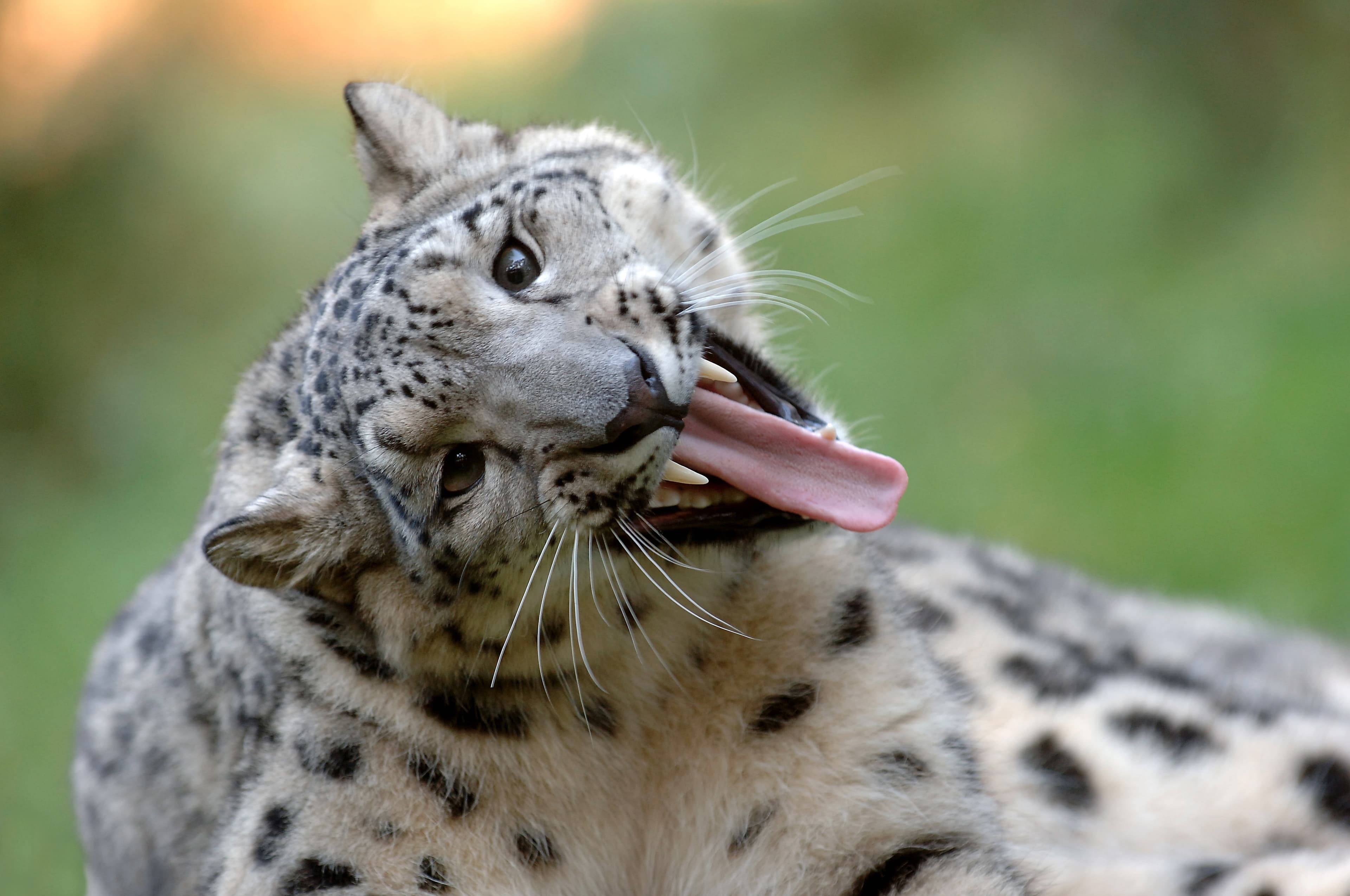 Schneeleopard im Wildpark Lüneburger Heide