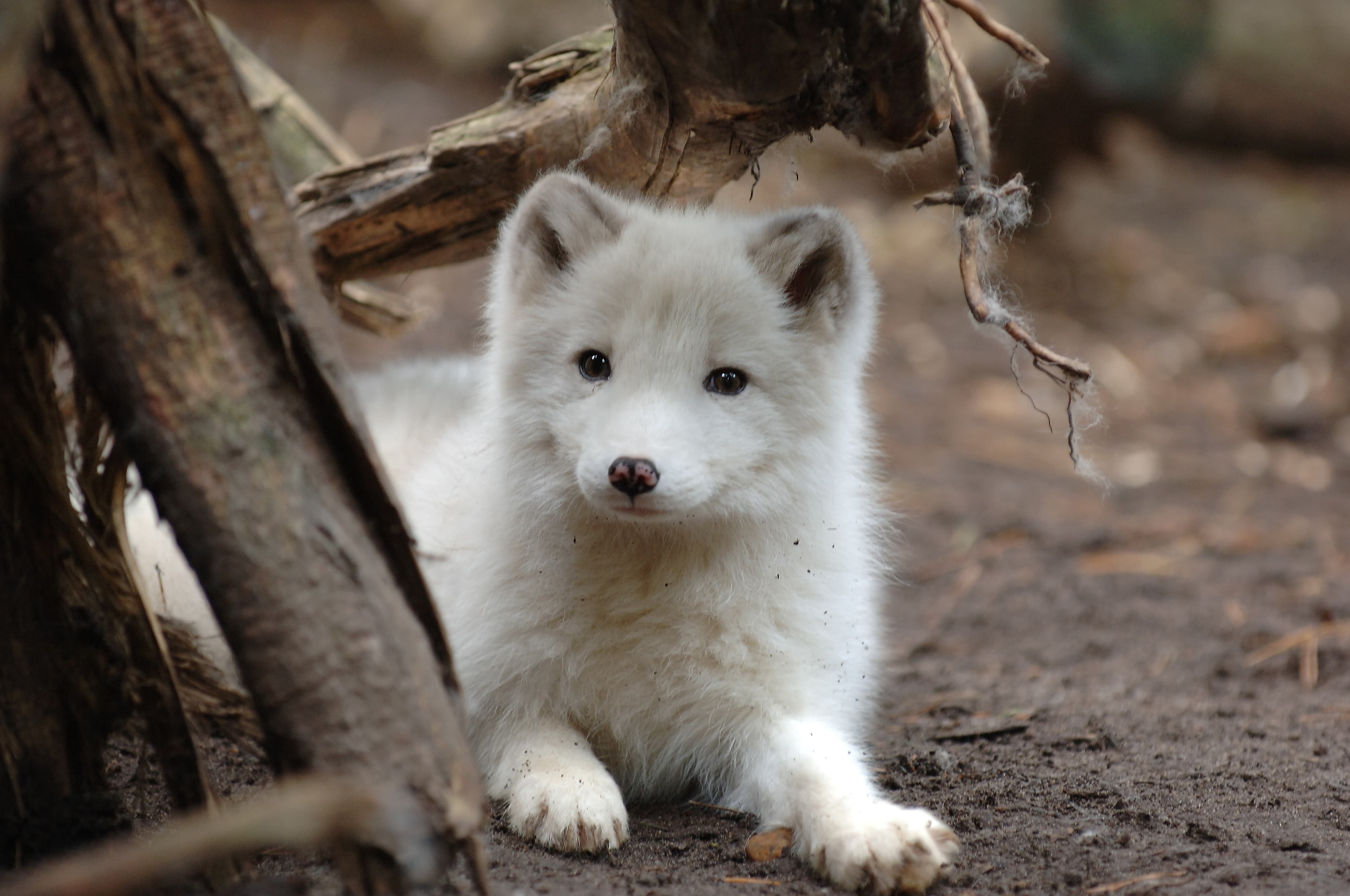 Polarfuchs im Wildpark Lüneburger Heide