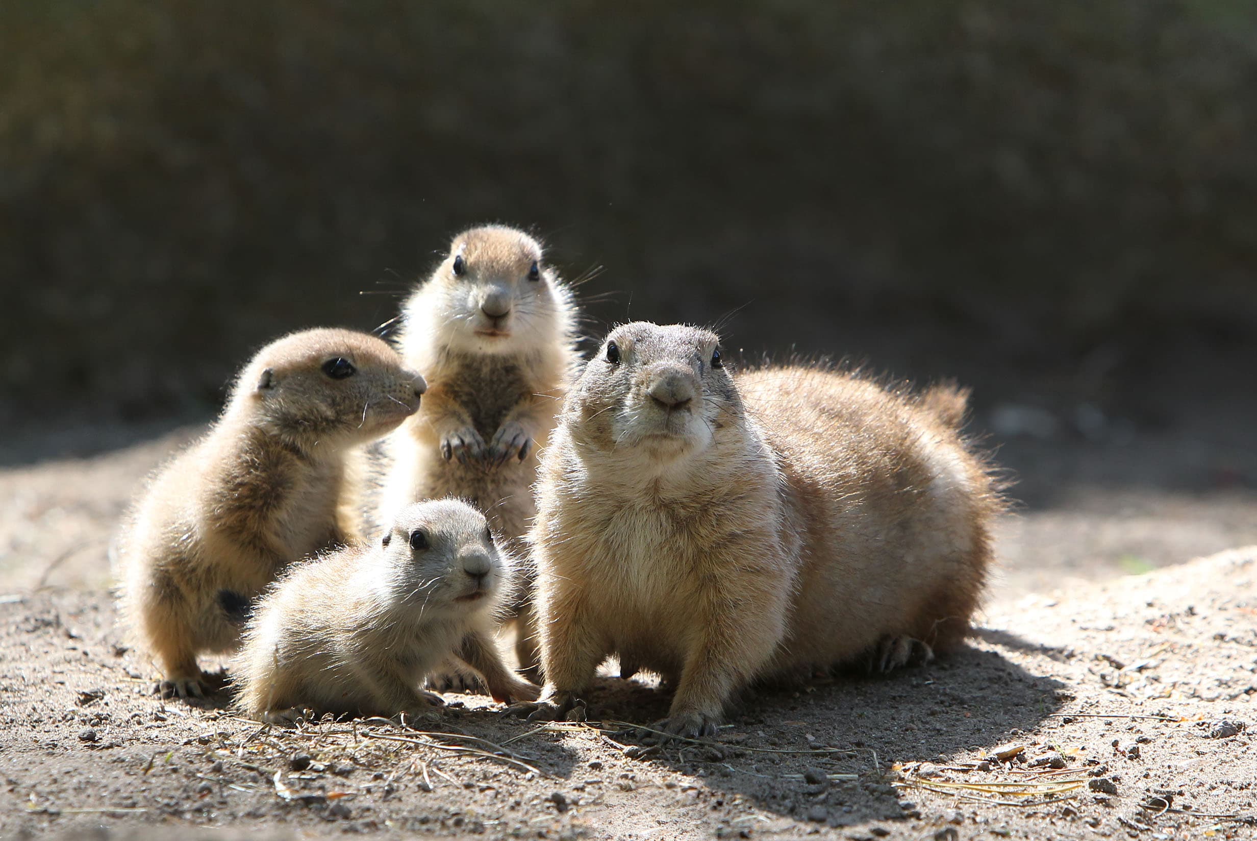 Wildpark Lüneburger Heide hat Präriehunde