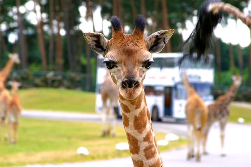 Giraffen im Serengeti Park