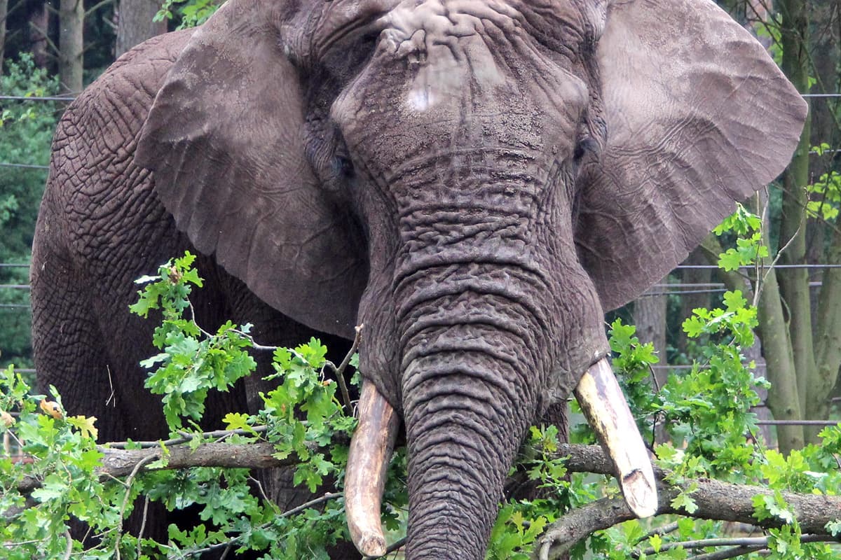 die elefanten im serengeti park sind die könige der tiere