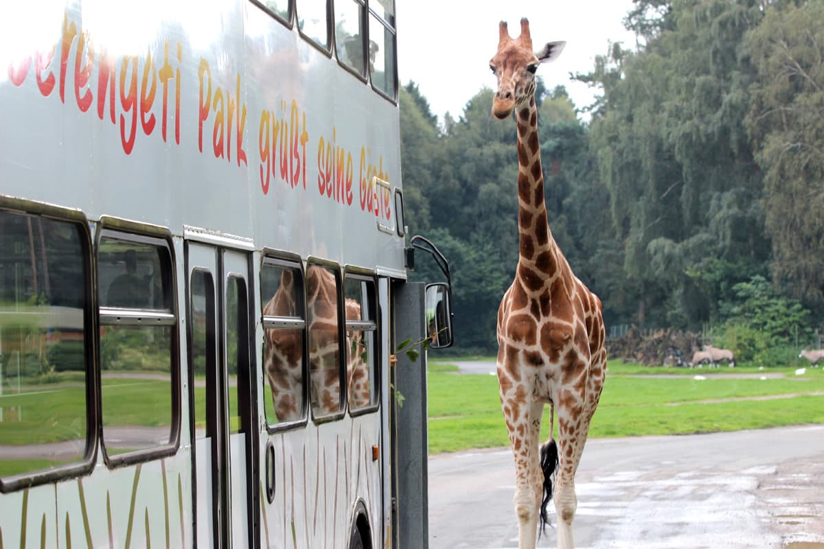 Bus Safari durch den Serengeti Park