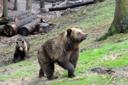 Europäische Braunbären im Wildpark Schwarze Berge