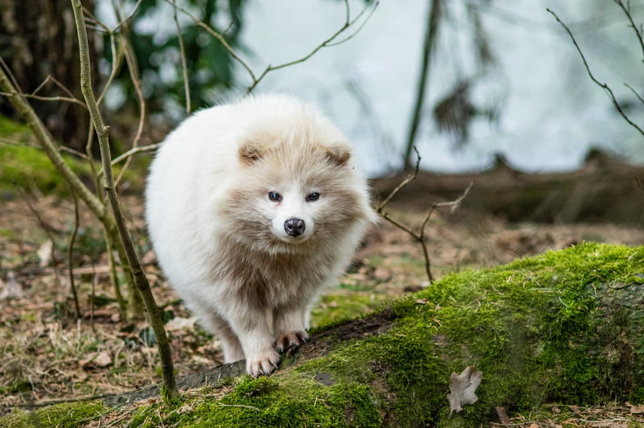 Marderhund im Wildpark Müden Raccoon dog in Müden Wildlife ParkVaskebjørnhund i Müden Wildlife ParkWasbeerhond in het wildpark Müden