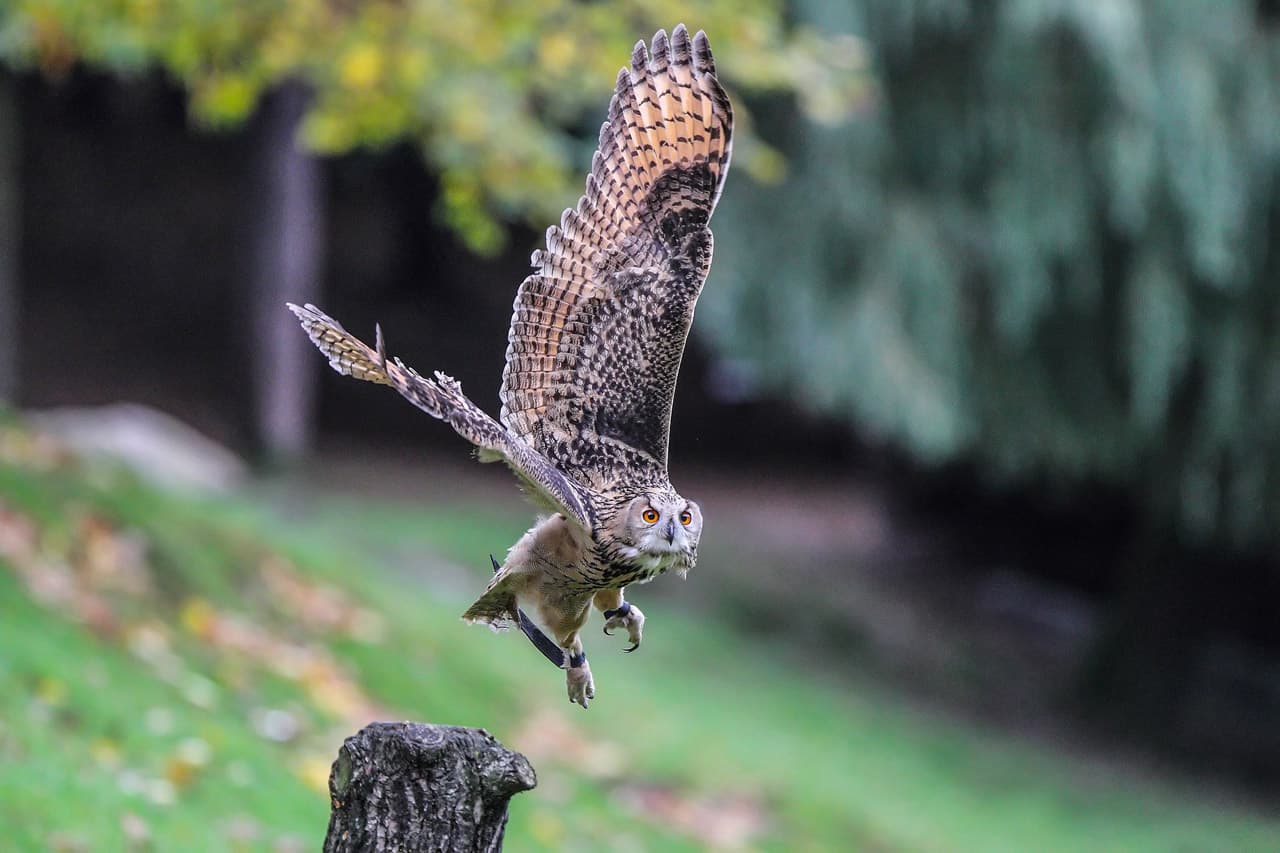 Flugschau Uhu im Wildpark Müden Eagle owl flight show in Müden Wildlife ParkFlyveopvisning med ugler i Müden Wildlife ParkRoofvogel vliegshow in Müden Wildlife Park