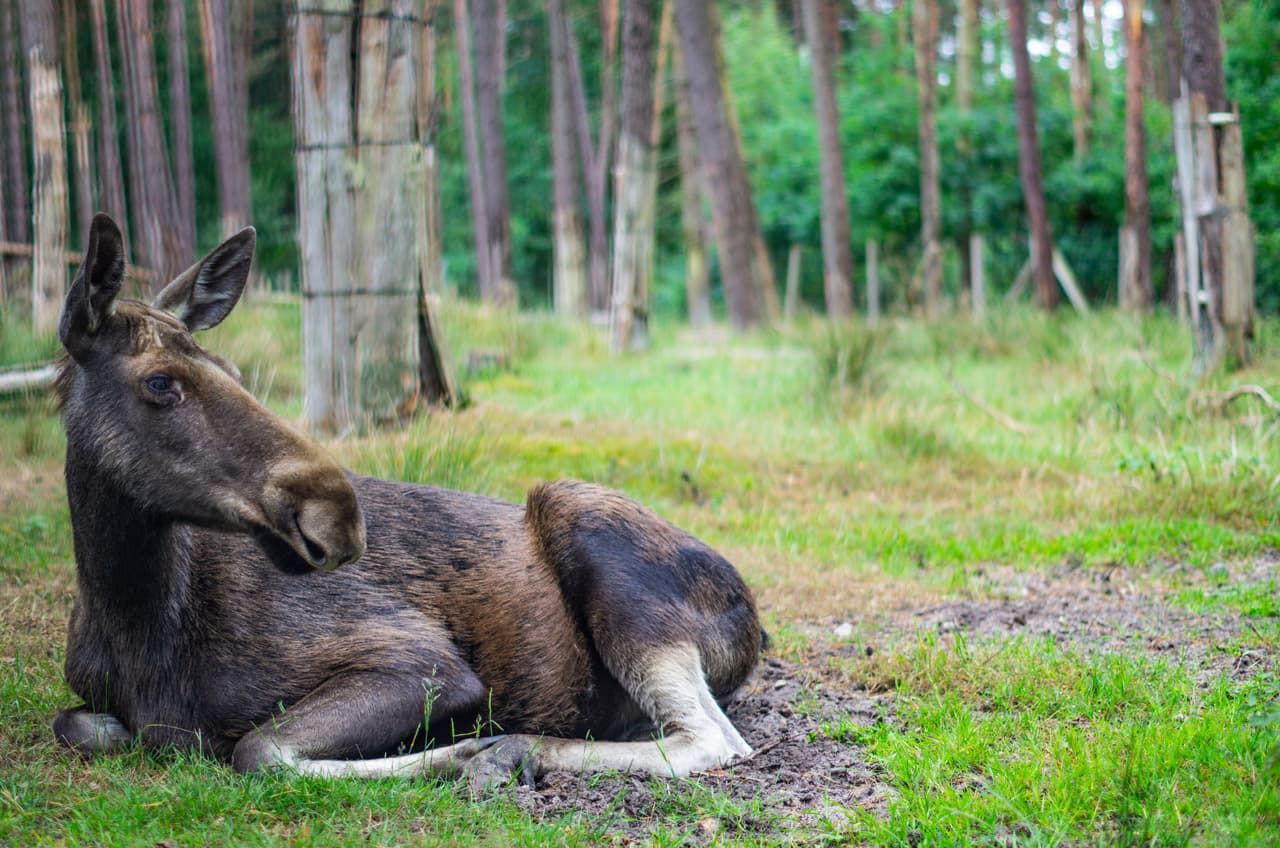 Elch im Wildpark Müden