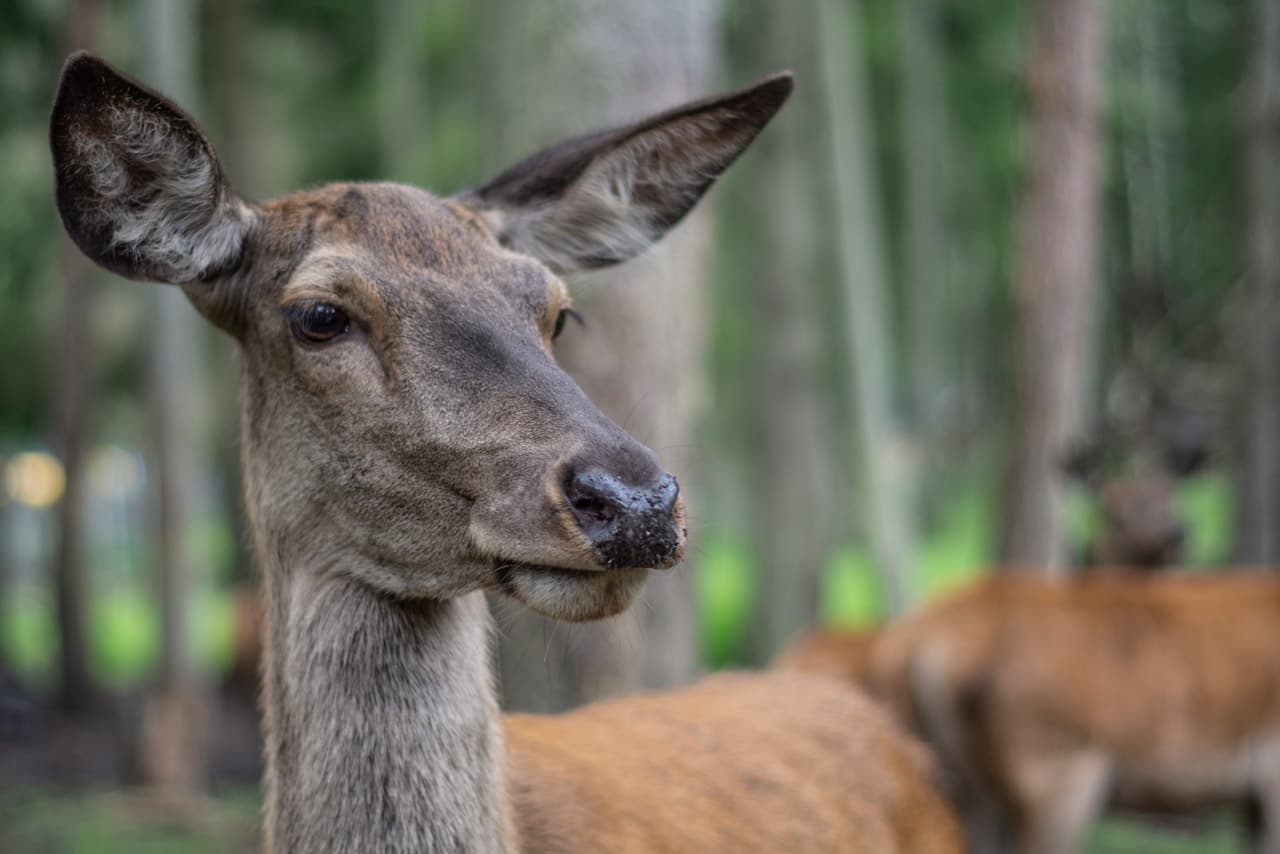 Rotwild im Wildpark Müden Red deer in Müden Wildlife ParkKrondyr i Müden Wildlife ParkEdelherten in het wildpark Müden