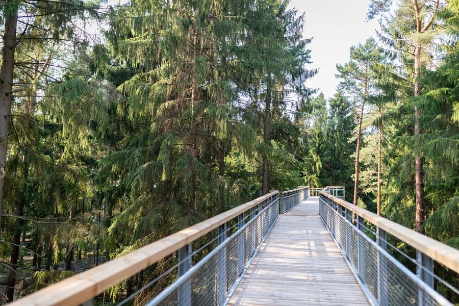 Stege des Baumwipfelpfads in der Höhe