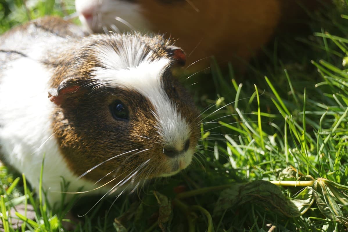 Meerschweinchen Melkhus Ardestorf