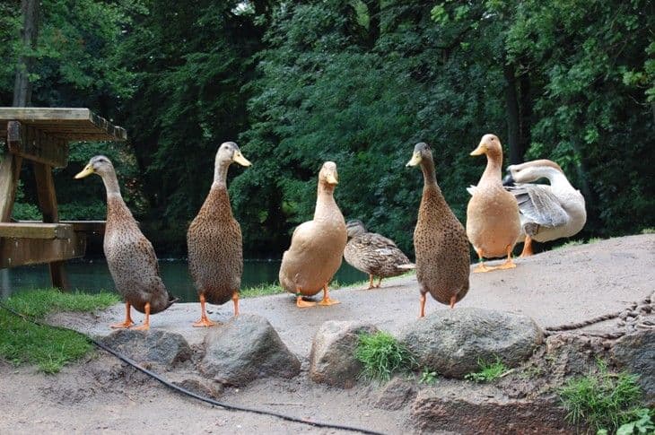 Laufenten Jesteburg: Dorfkrug am Mühlenteich