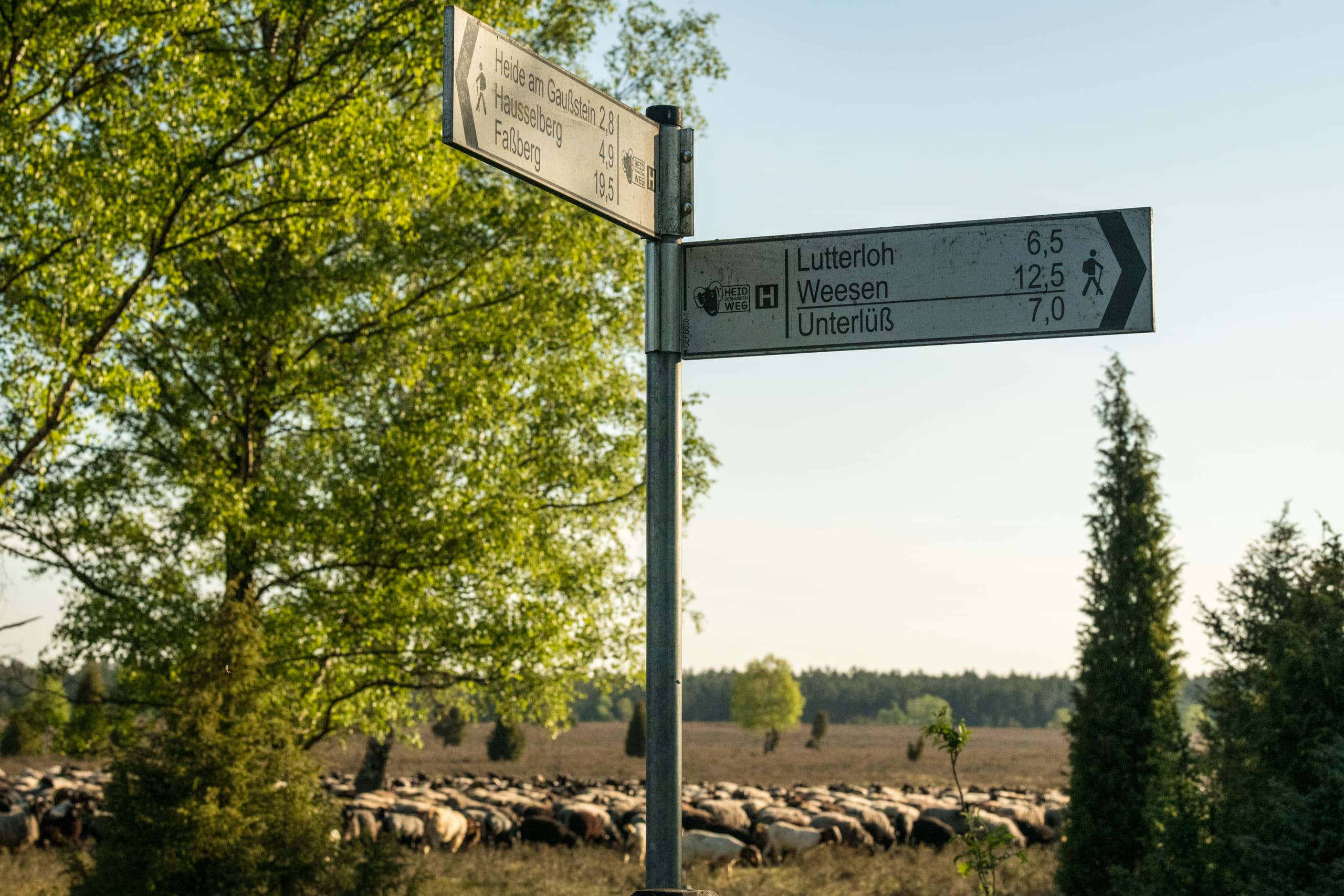 Heidschnuckenweg zum Bahnhof