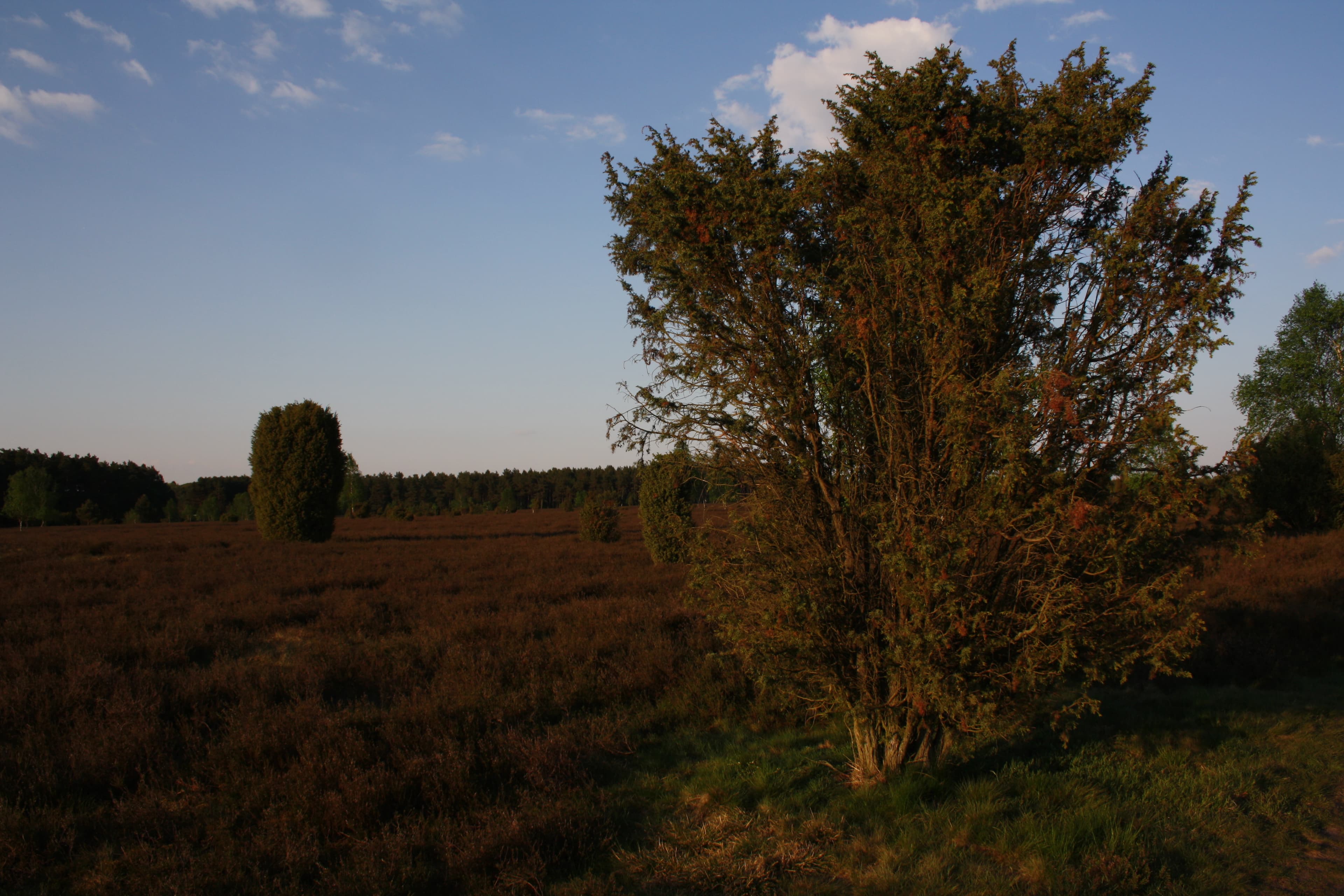 Wacholderwald am Heidschnuckenweg Faßberg: Gasthaus Waldschänke