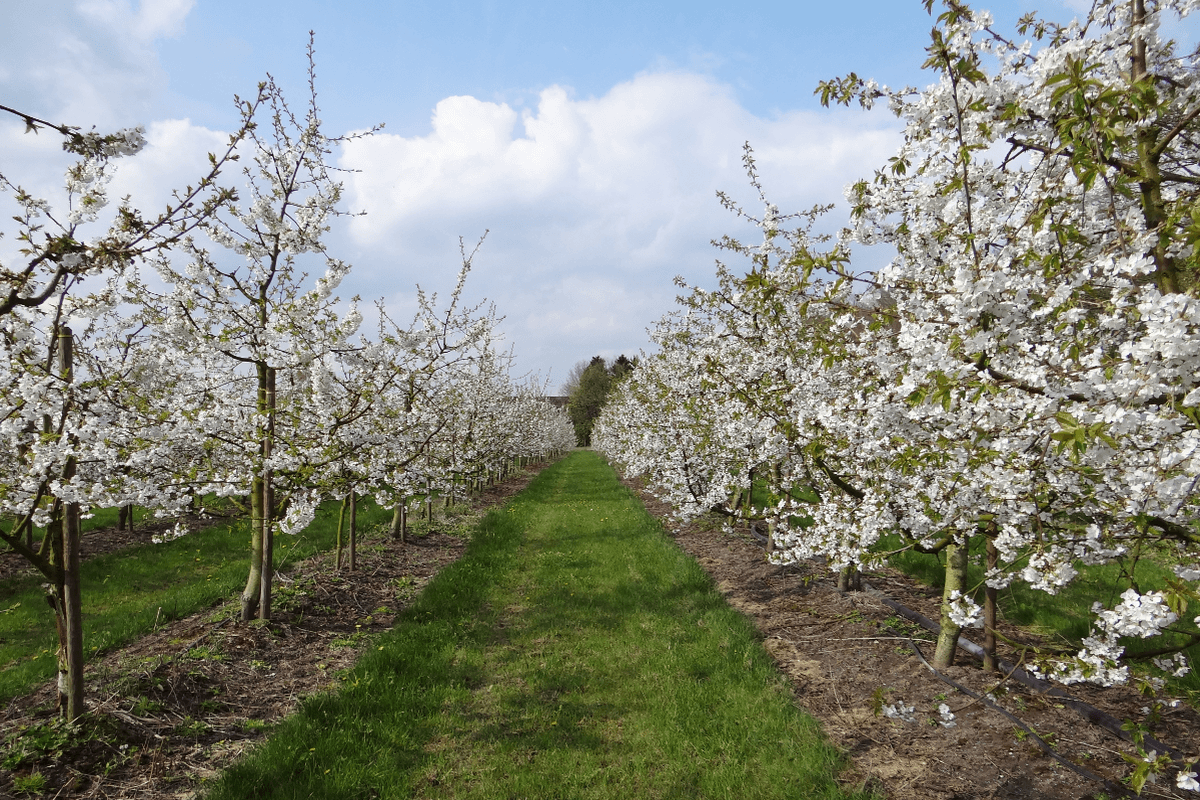 Kirschblüten