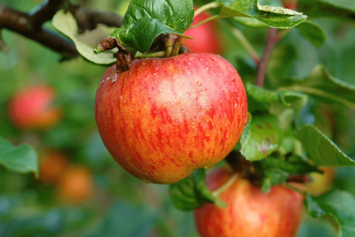 Apfel auf dem Beerenhof Alps