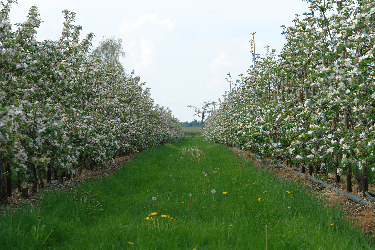 Apfelblüten auf dem Beerenhof Alps
