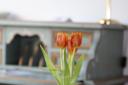 Frische Tulpen im Heide Hotel Reinstorf