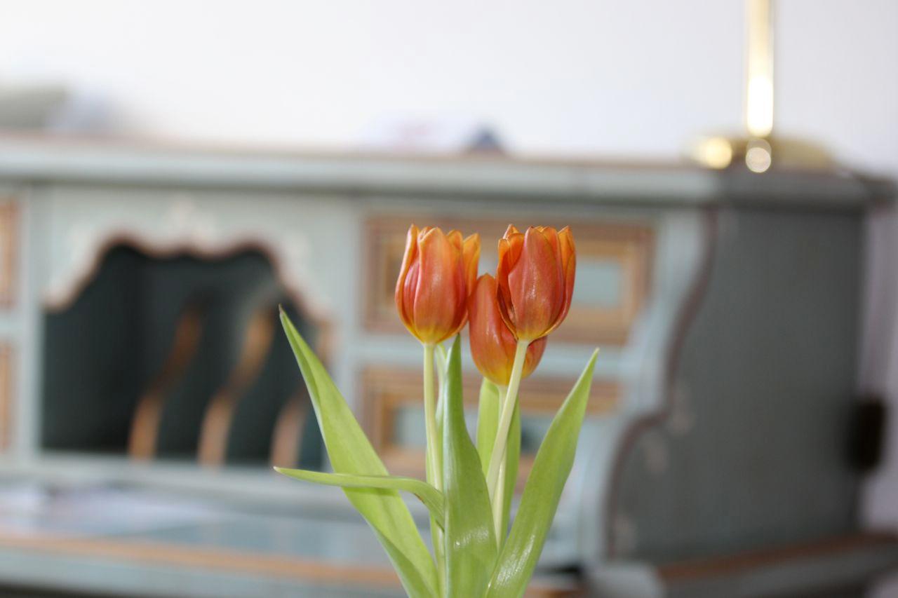 Frische Tulpen im Heide Hotel Reinstorf
