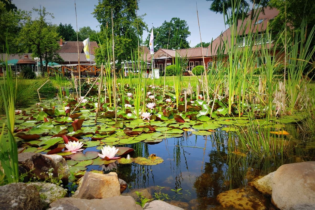 Teich mit Seerosen Ringhotel Forellenhof