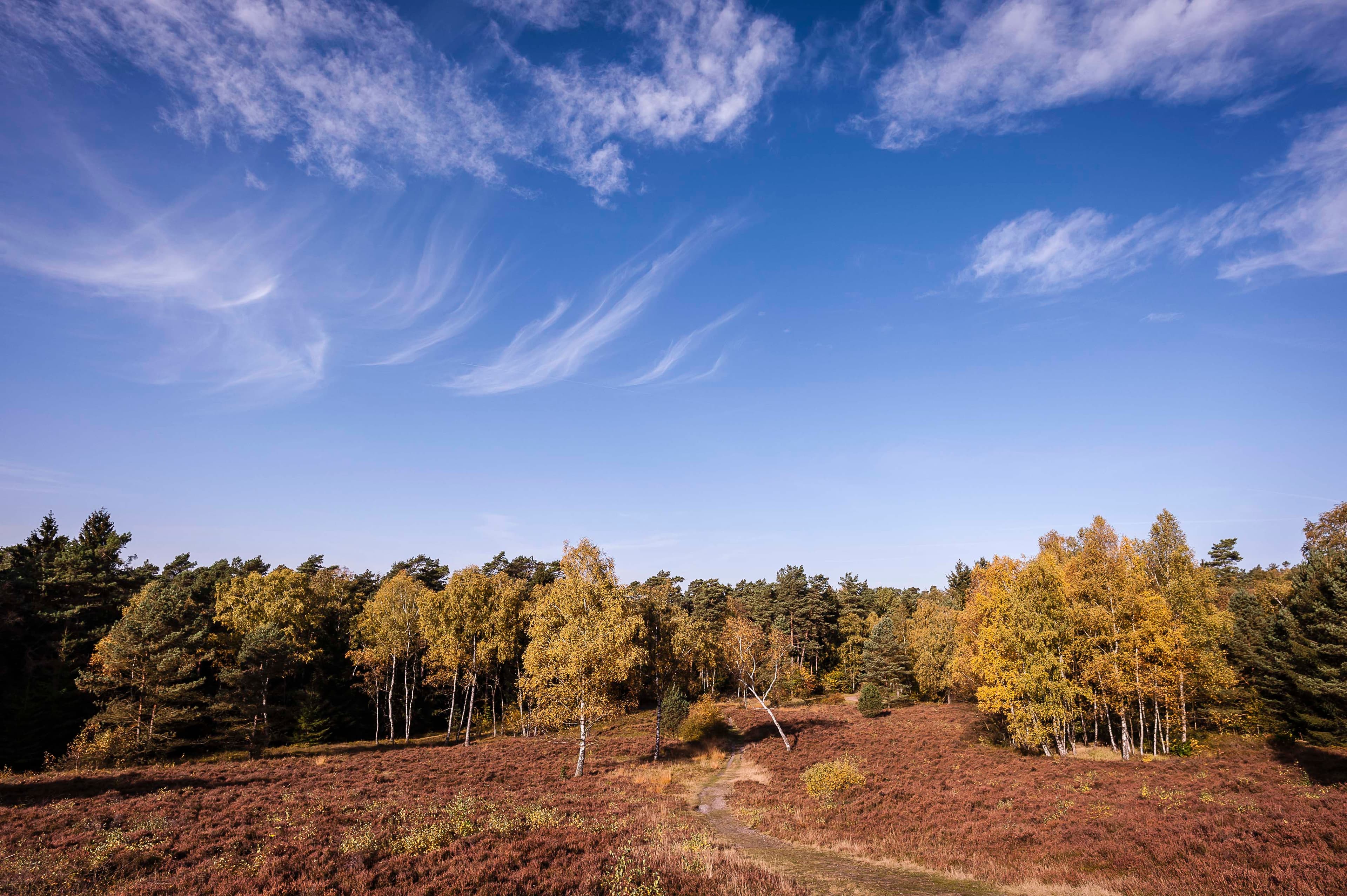 Büsenbachtal - Heidschnuckenweg im Herbst