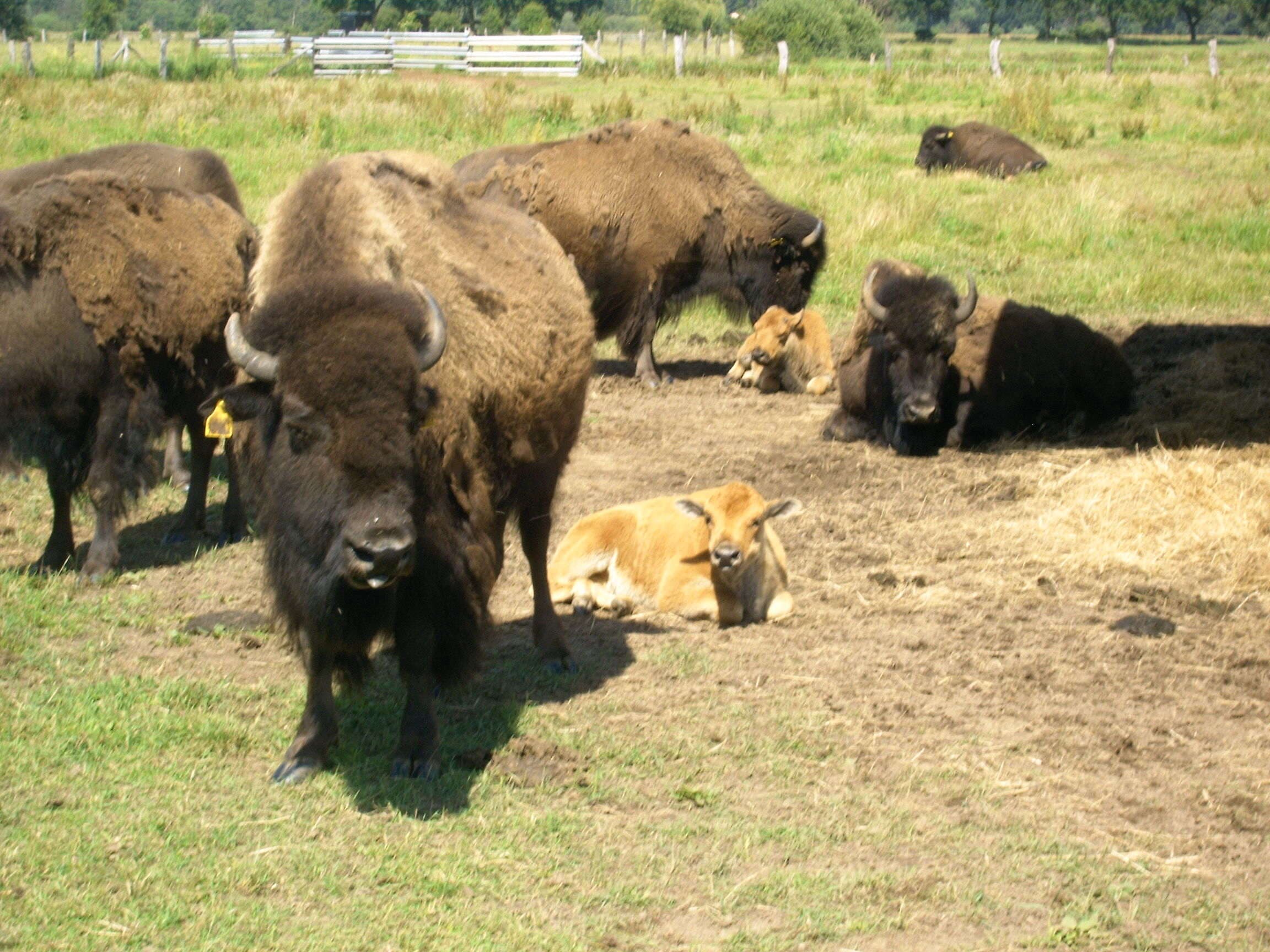 Bisons bei der Ferienwohnung Bünger