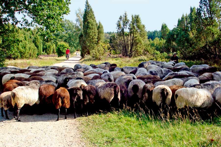 Heidschnuckenherde in der Lüneburger Heide